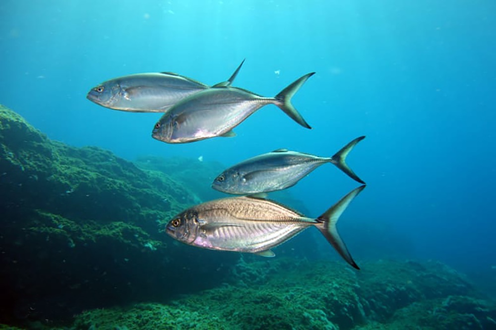 ECOAQUA apoya la propuesta de creación del Parque Nacional del Mar de las Calmas, para la isla de El Hierro