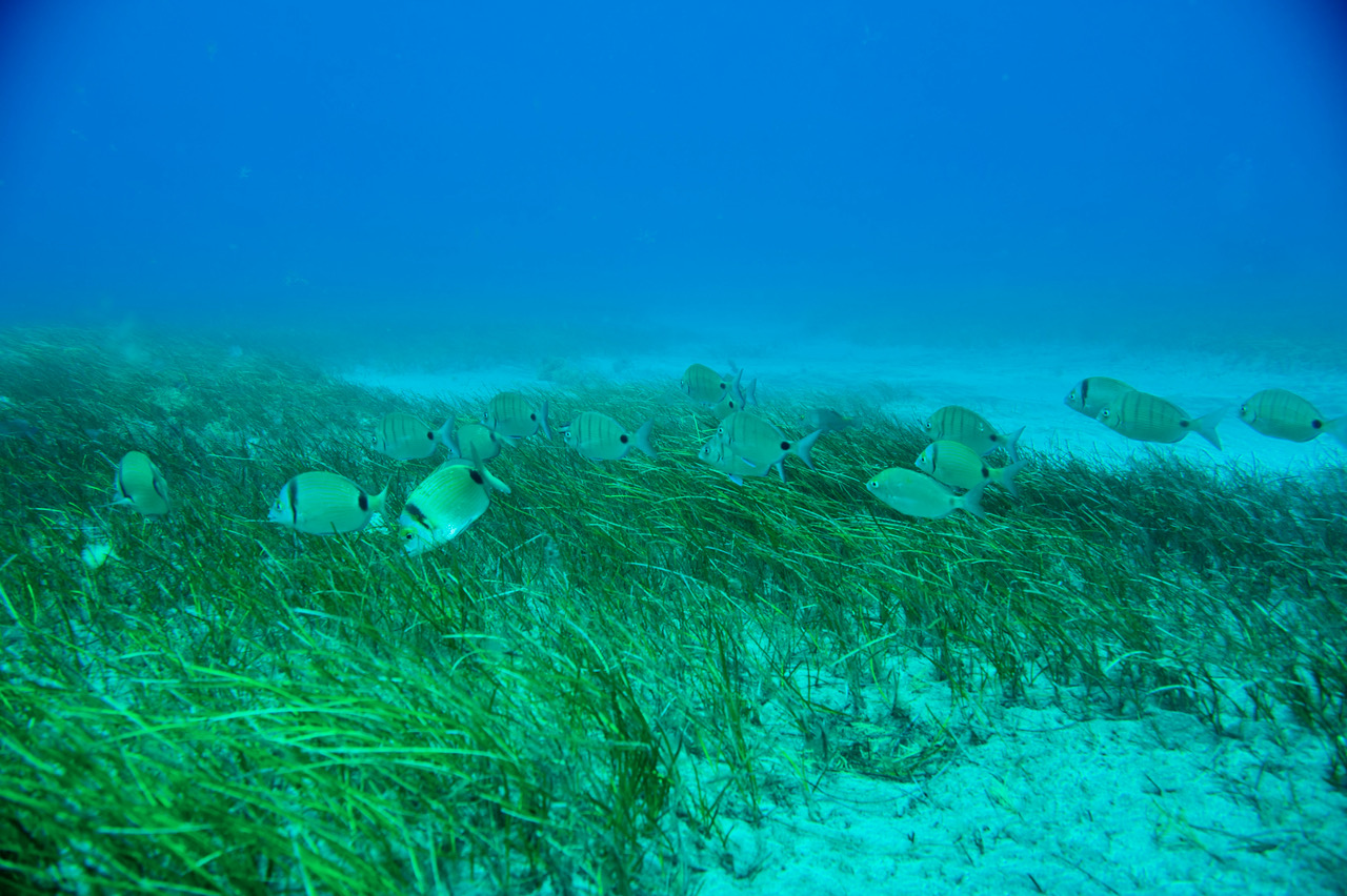 Un estudio de ECOAQUA destaca cómo el bienestar social y económico de las islas depende de la salud de la biodiversidad marina